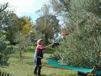 New Zealand Olive Farm